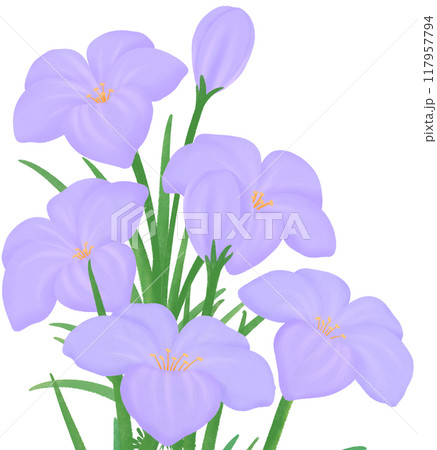purple Zephyranthes flowers 117957794