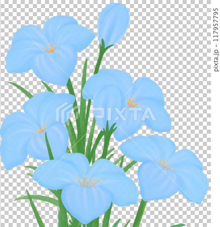 blue Zephyranthes flowers 117957795