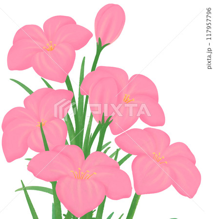 pink Zephyranthes flowers pink Zephyranthes flowers 117957796