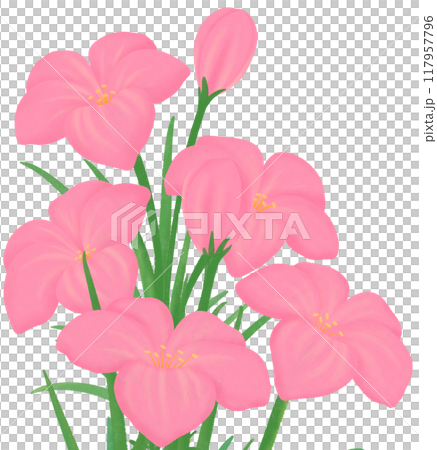 pink Zephyranthes flowers pink Zephyranthes flowers 117957796