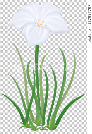 white Zephyranthes flowers 117957797