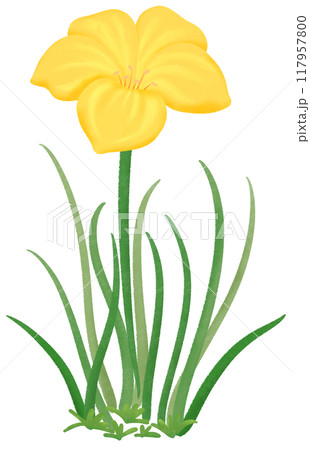 yellow Zephyranthes flowers 117957800