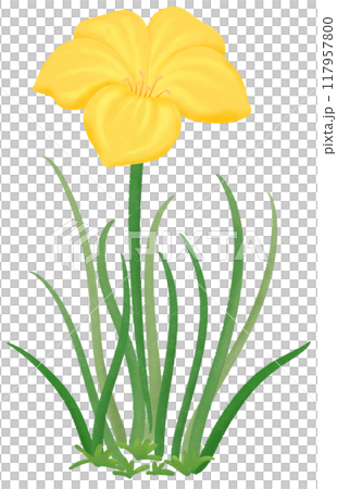 yellow Zephyranthes flowers 117957800