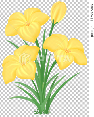 yellow Zephyranthes flowers 117957803