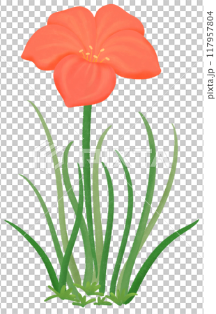 red Zephyranthes flowers 117957804