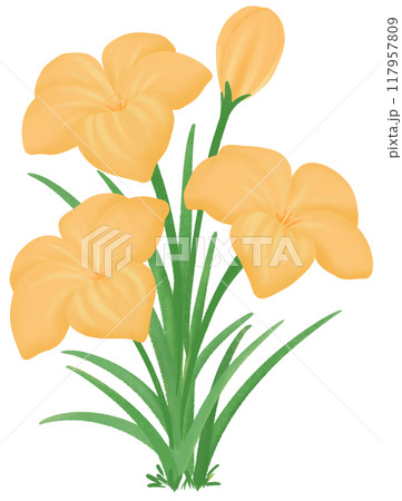 Orange Zephyranthes flowers 117957809