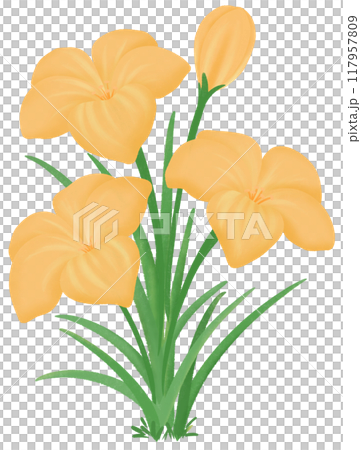 Orange Zephyranthes flowers 117957809