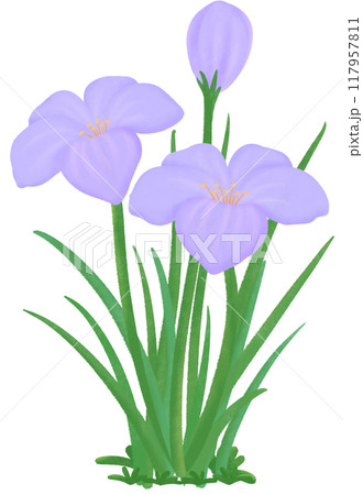 purple Zephyranthes flowers purple Zephyranthes flowers 117957811