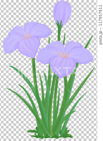 purple Zephyranthes flowers purple Zephyranthes flowers 117957811