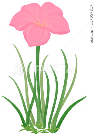 pink Zephyranthes flowers 117957817