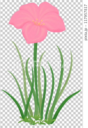 pink Zephyranthes flowers 117957817