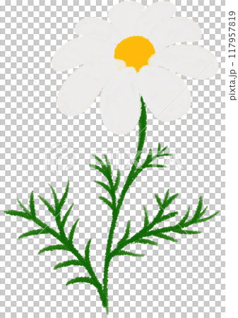 Orange Mexican aster white flower 117957819