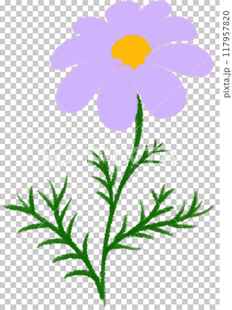 purple Mexican aster  purple flower 117957820