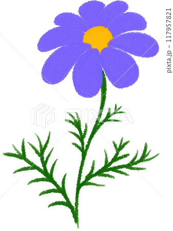 purple Mexican aster purple flower purple Mexican aster purple flower 117957821