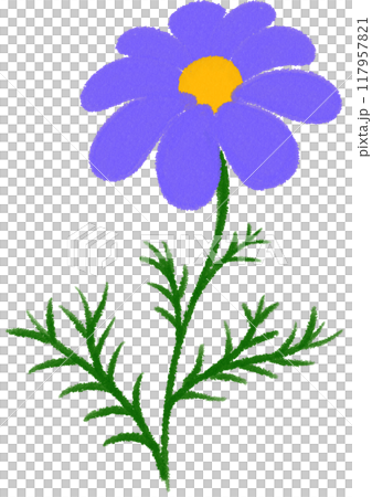 purple Mexican aster purple flower purple Mexican aster purple flower 117957821