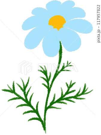 blue Mexican aster blue flower blue Mexican aster blue flower 117957822