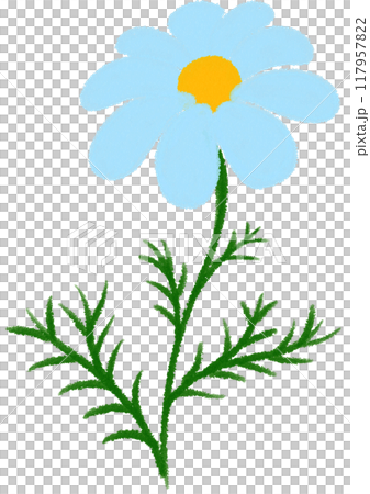 blue Mexican aster blue flower blue Mexican aster blue flower 117957822