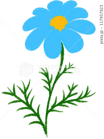 blue Mexican aster blue flower blue Mexican aster blue flower 117957823