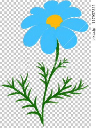 blue Mexican aster blue flower blue Mexican aster blue flower 117957823