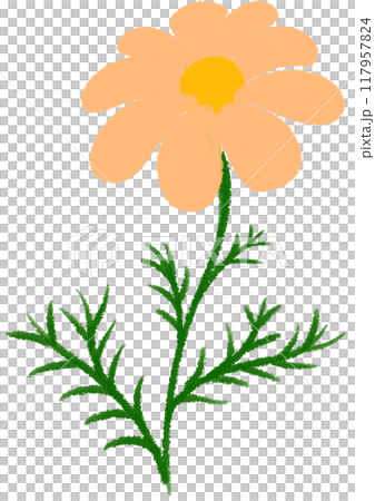 Orange Mexican aster Orange flower 117957824