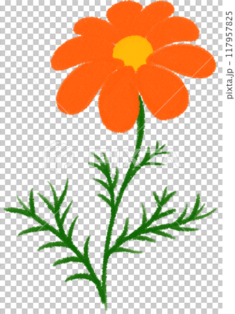 Orange Mexican aster Orange flower 117957825