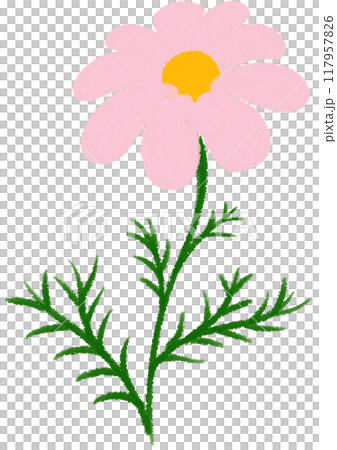pink Mexican aster pink flower 117957826