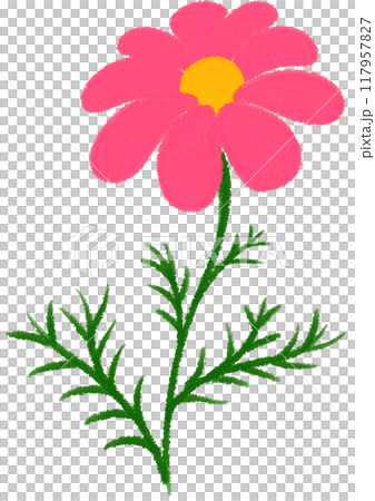 pink Mexican aster pink flower pink Mexican aster pink flower 117957827