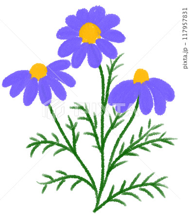 purple Mexican aster  purple flower 117957831