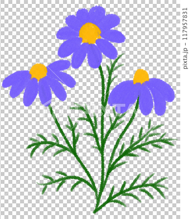 purple Mexican aster  purple flower 117957831