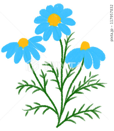 blue Mexican aster blue flower blue Mexican aster blue flower 117957832