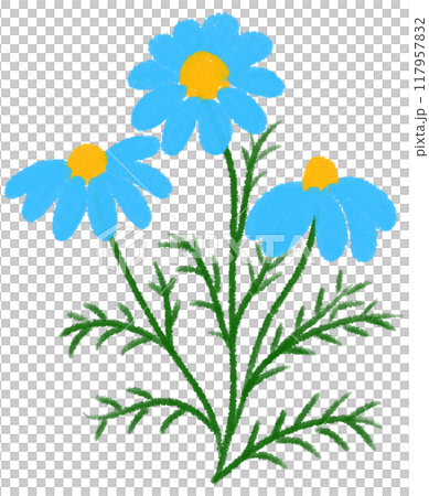 blue Mexican aster blue flower blue Mexican aster blue flower 117957832