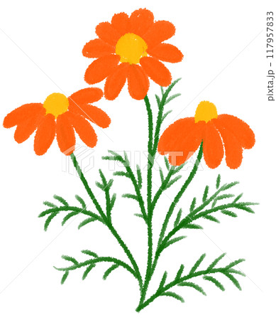 Orange Mexican aster Orange flower Orange Mexican aster Orange flower 117957833