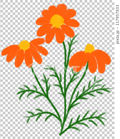 Orange Mexican aster Orange flower 117957833