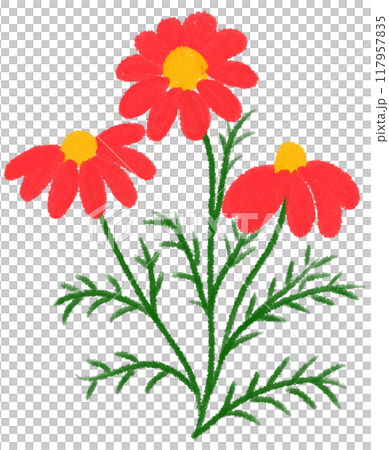 Red Mexican aster  Red flower 117957835