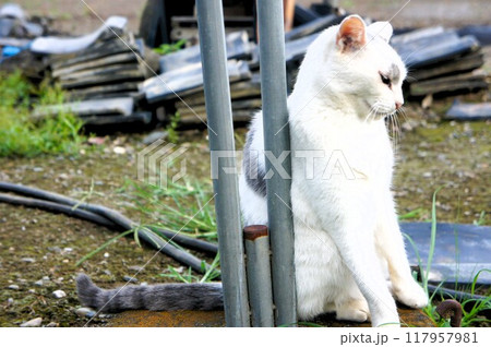 鉄にすり寄っている猫 鉄にすり寄っている猫 117957981