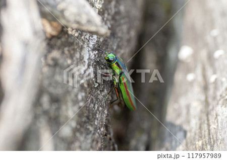 タマムシ 117957989