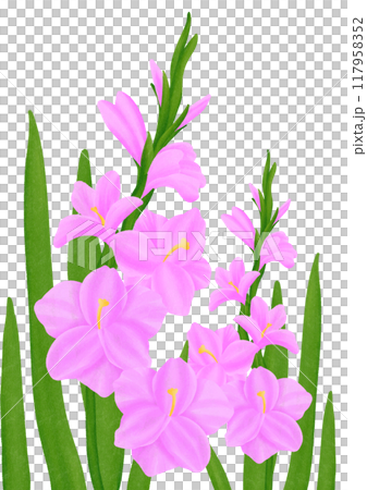 Pink Gladiolus flowers Pink Gladiolus flowers 117958352