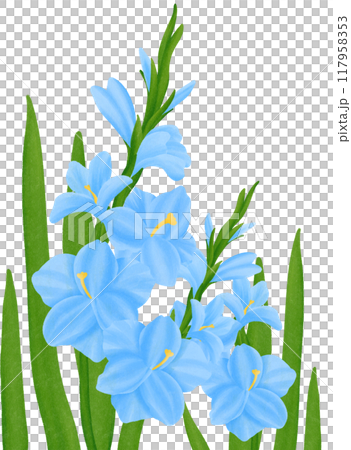 Blue Gladiolus Blue Gladiolus 117958353