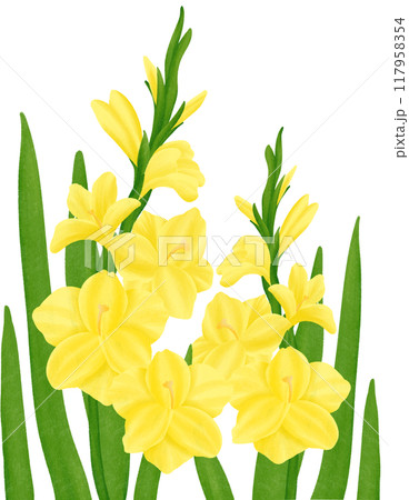 Yellow Gladiolus flowers 117958354