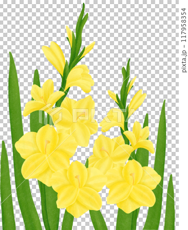 Yellow Gladiolus flowers 117958354