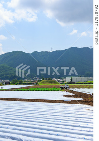 丁寧にマルチングされた畑【塩尻市】 丁寧にマルチングされた畑【塩尻市】 117958792