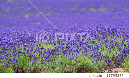 一面に紫色の花が咲くラベンダー畑 一面に紫色の花が咲くラベンダー畑 117958824
