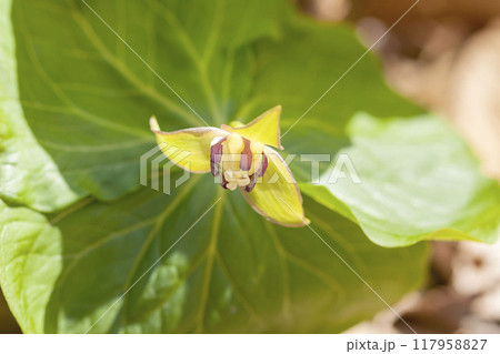 エンレイソウ 117958827