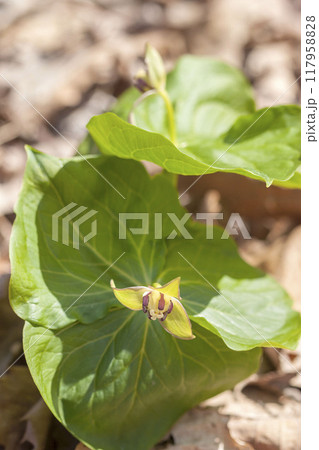 エンレイソウ エンレイソウ 117958828