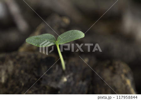 倒木から発芽した水滴のついた木の芽 倒木から発芽した水滴のついた木の芽 117958844