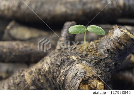 倒木から発芽した水滴のついた木の芽 117958846