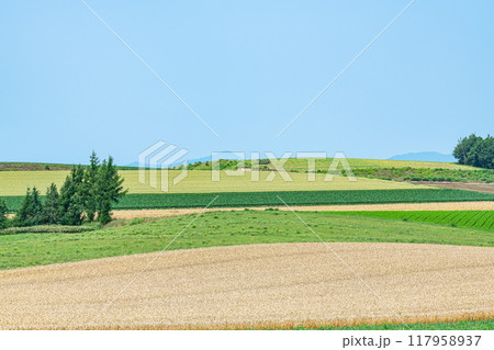 北海道美瑛町 夏の北海道 パッチワークのような模様が美しい美瑛の大地 北海道美瑛町 夏の北海道 パッチワークのような模様が美しい美瑛の大地 117958937