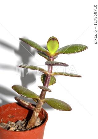 Close Up of a Succulent Money Plant on White Background Close Up of a Succulent Money Plant on White Background 117959710