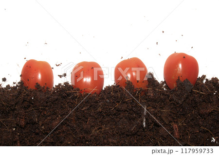 Close Up of Ripe Tomatoes Growing in Fresh Soil on a White Background Close Up of Ripe Tomatoes Growing in Fresh Soil on a White Background 117959733
