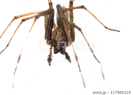 Close Up of a Large Scary House Spider with Hairy Legs and Fangs 117960129